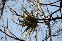 Tillandsia achyrostachys