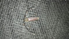 Juiaparus batus