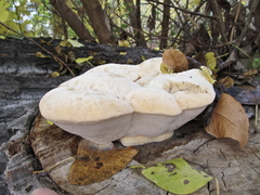 Spongipellis spumeus