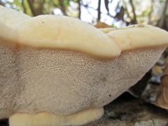 Spongipellis spumeus