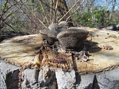 Spongipellis spumeus