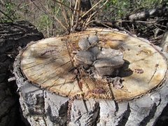 Spongipellis spumeus