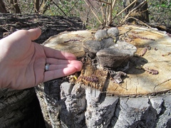 Spongipellis spumeus