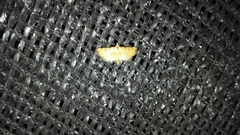 Salbia