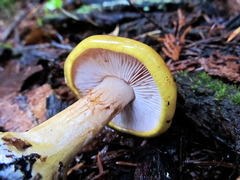 Cortinarius metarius