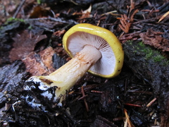 Cortinarius metarius