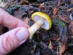 Cortinarius metarius