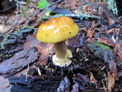 Cortinarius metarius