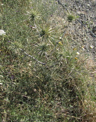 Echinops spinosissimus bithynicus