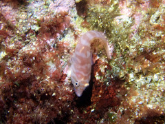 Aspasmogaster costata