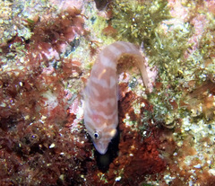 Aspasmogaster costata