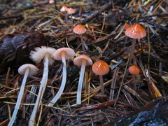 Mycena monticola
