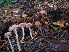 Mycena monticola