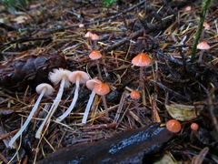 Mycena monticola