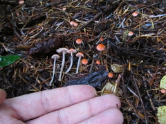 Mycena monticola