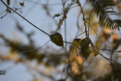 Funastrum pannosum