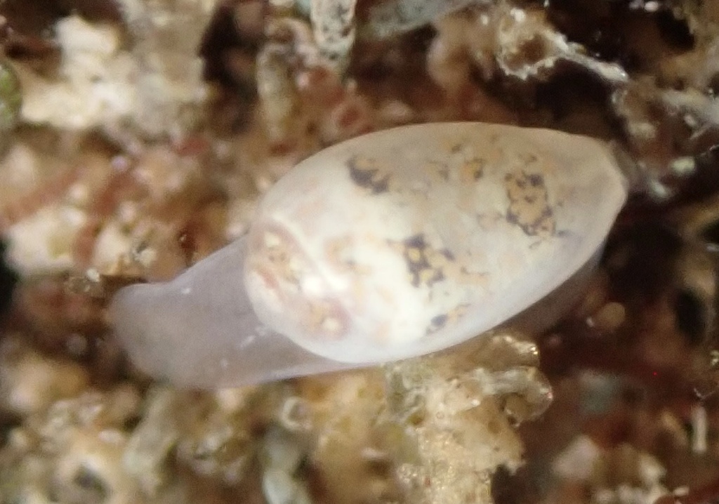 Cystiscus sandwicensis