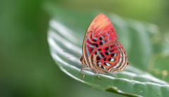 Paralaxita telesia