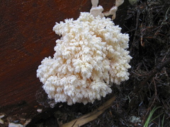 Hericium abietis