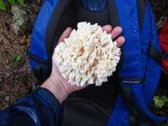 Hericium abietis