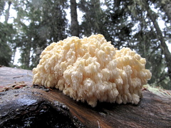 Hericium abietis