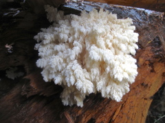 Hericium abietis