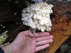 Hericium abietis