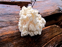 Hericium abietis
