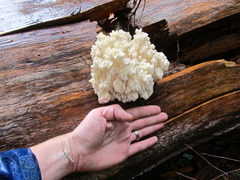 Hericium abietis