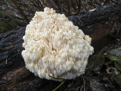 Hericium abietis