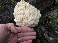 Hericium abietis