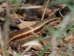 Eutropis lankae