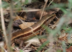 Eutropis lankae