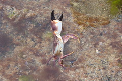 Danielethus crenulatus