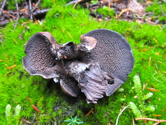 Hydnellum fuscoindicum