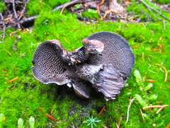 Hydnellum fuscoindicum