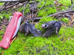 Hydnellum fuscoindicum