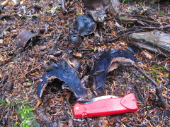 Hydnellum fuscoindicum