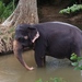 Elefante de Sri Lanka - Photo (c) Marina Nikonorova, algunos derechos reservados (CC BY-NC), subido por Marina Nikonorova