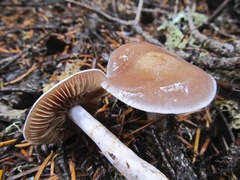 Cortinarius biformis