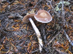 Cortinarius biformis