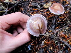Cortinarius biformis