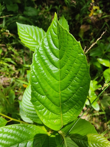 Happy tree (Camptotheca acuminata)