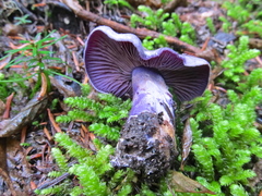 Thaxterogaster occidentalis