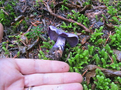 Thaxterogaster occidentalis