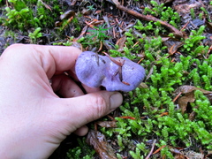 Thaxterogaster occidentalis