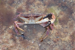 Danielethus crenulatus