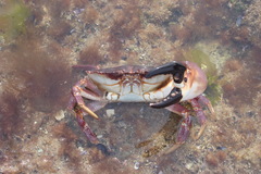 Danielethus crenulatus