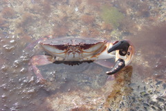 Danielethus crenulatus