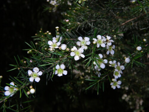 Clarence River Baeckea (Sannantha angusta)